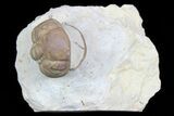 Detailed, Enrolled Lochovella (Reedops) Trilobite - Oklahoma #77995-1